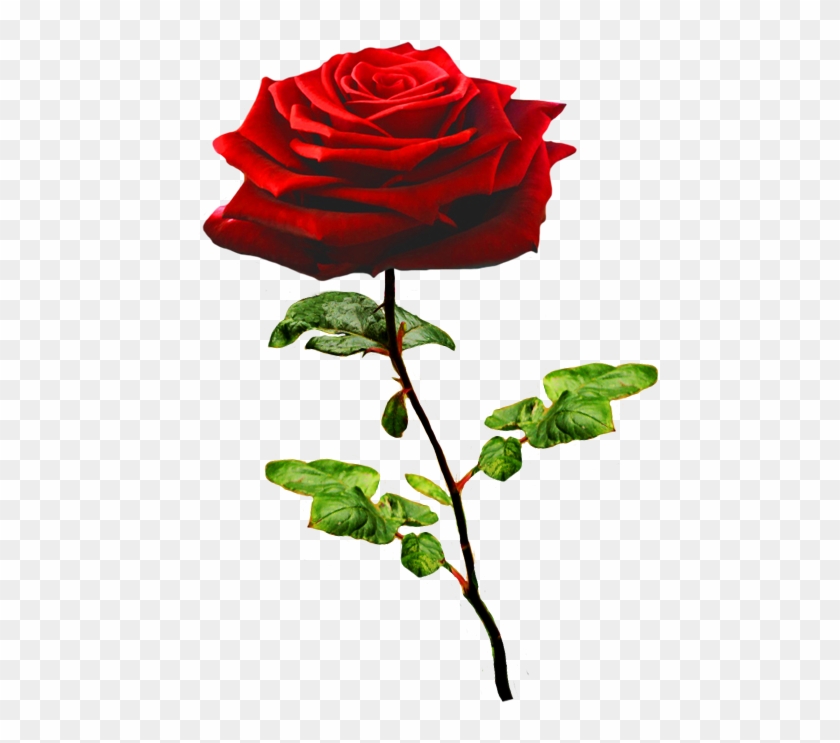 Beautiful Valentine Rose - Pink Rose Clip Art #83602