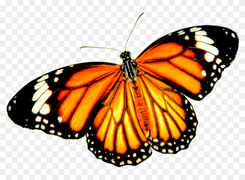 Orange Butterfly Png - Iphone 6/6s Tough Case #461636