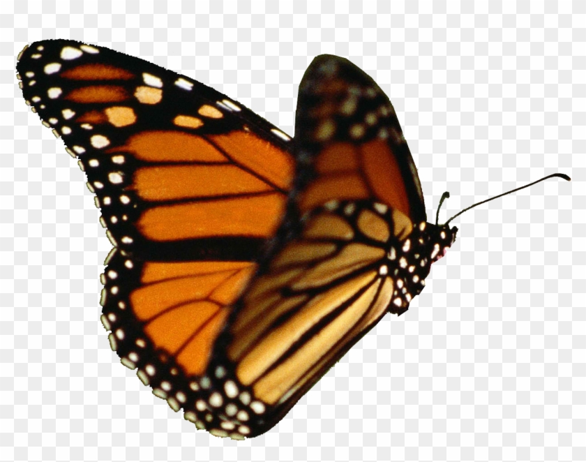 Butterfly Png By - Transparent Background Butterfly Gif #461665