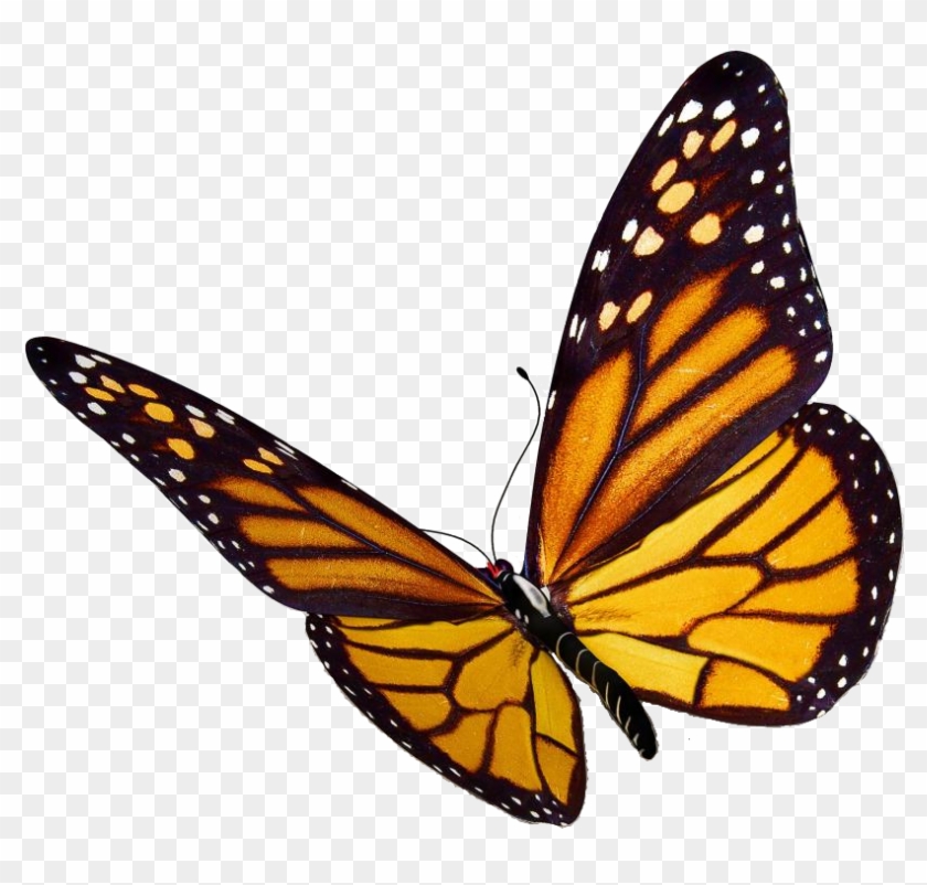 Monarch Butterfly Png Image - Monarch Butterfly Png #461805