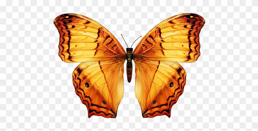 Butterfly-big - Orange Butterfly On Png #461842