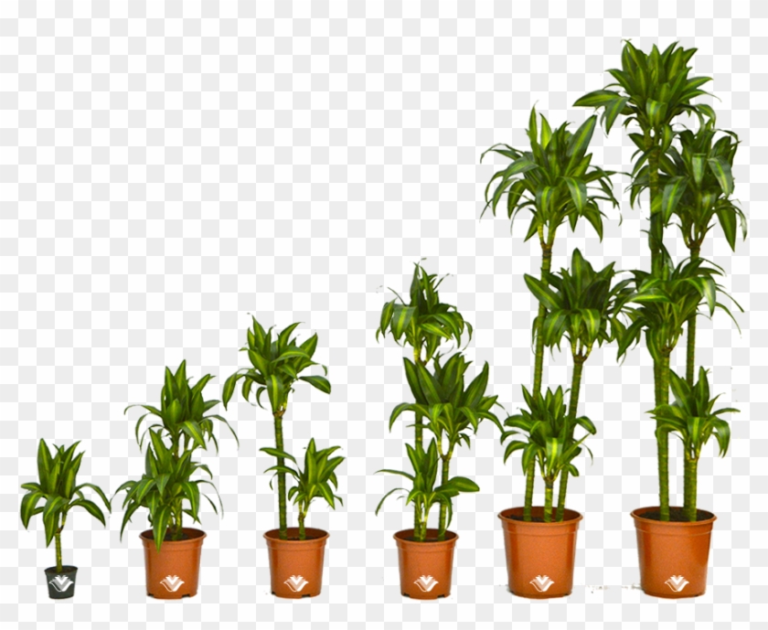Canes - Houseplant #464111