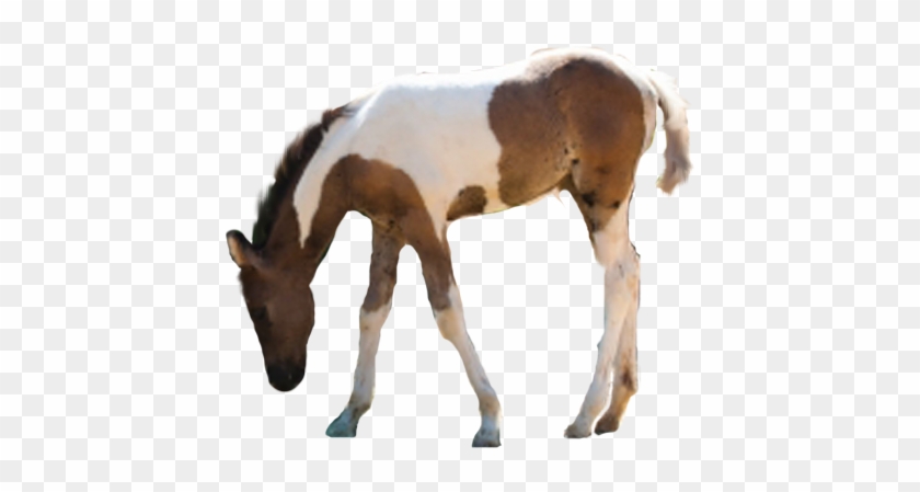 Eeliiswageditions 3 4 Caballo Png -eeliiswag By Eeliiswageditions - Sorrel #464202