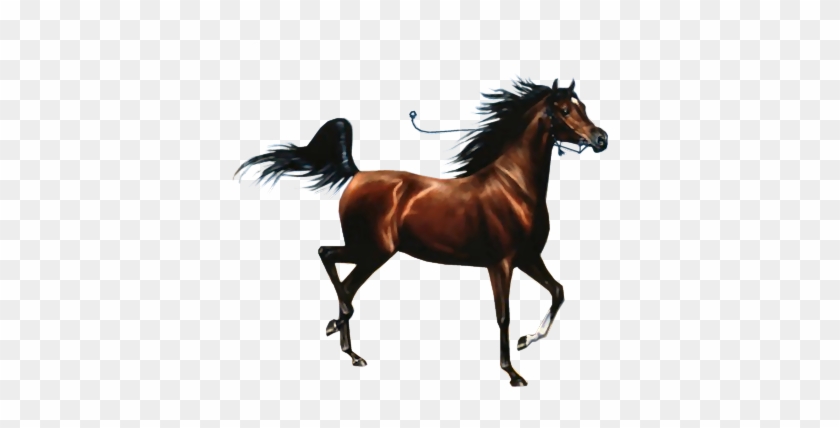 More Like Caballo Png -eeliiswag~ By Eeliiswageditions - Imagenes De Caballos Png #464207
