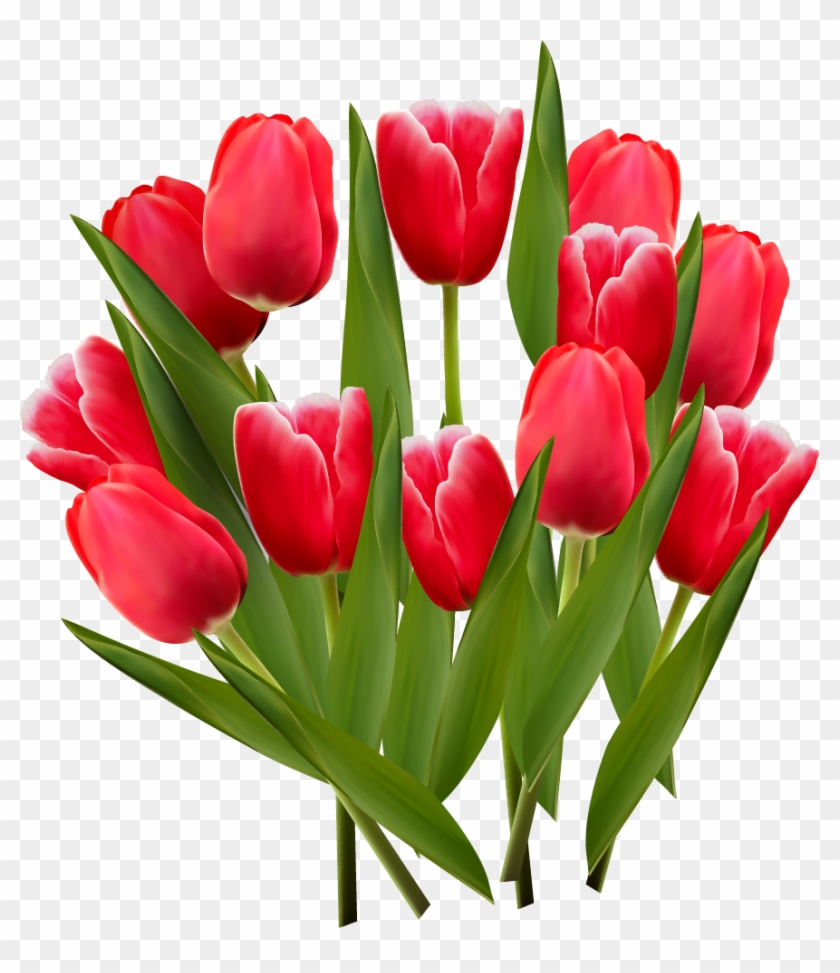Tulips Clipart Transparent #464621