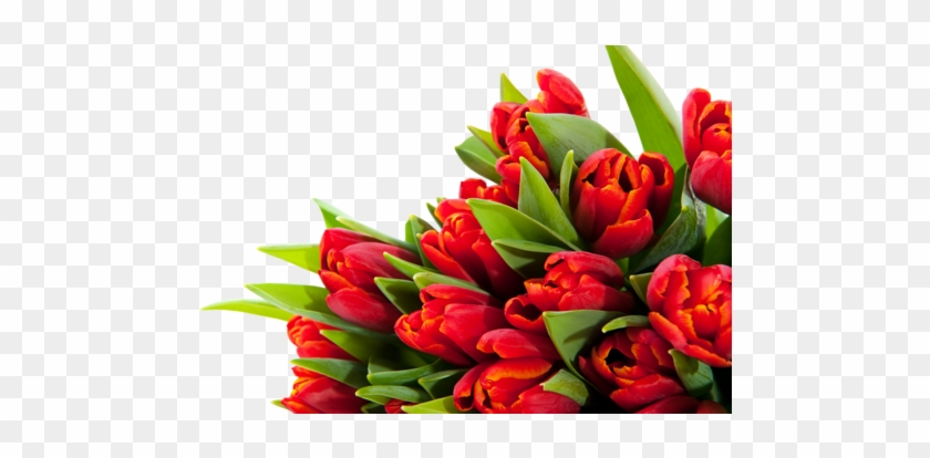 Png Lale Resimleri, Tulip Png Pictures - Alles Gute Zum Geburtstag Blumen #464651