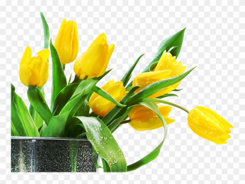 Png Lale, Png Тюльпаны,png Tulips, Png Tulipán, Laleler, - Yellow Tulips Happy Birthday #464655
