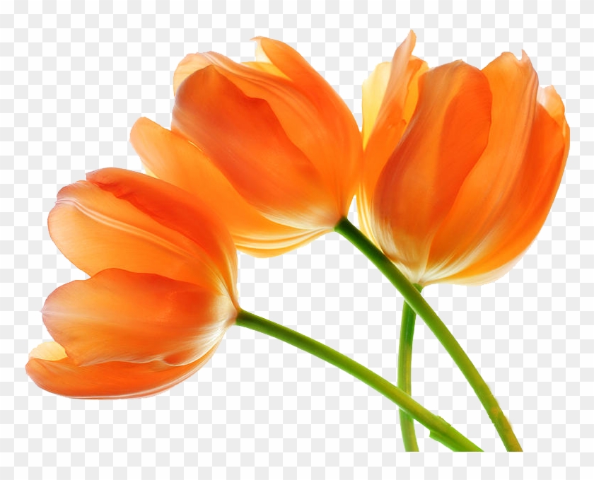 Tulip Png Images - Tulip #464727