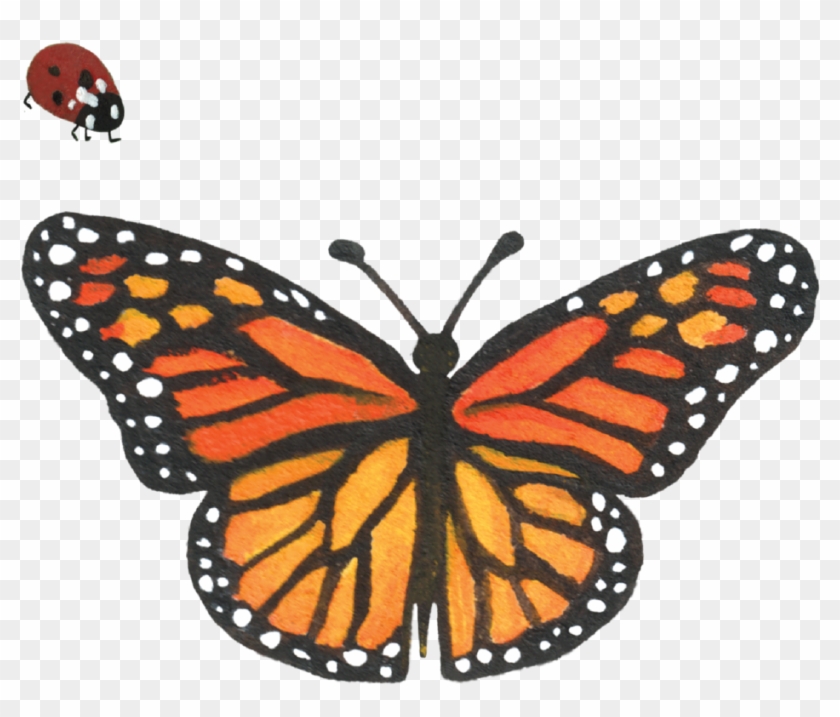 Graphics Ladybug & Butterfly - Graphics #469871