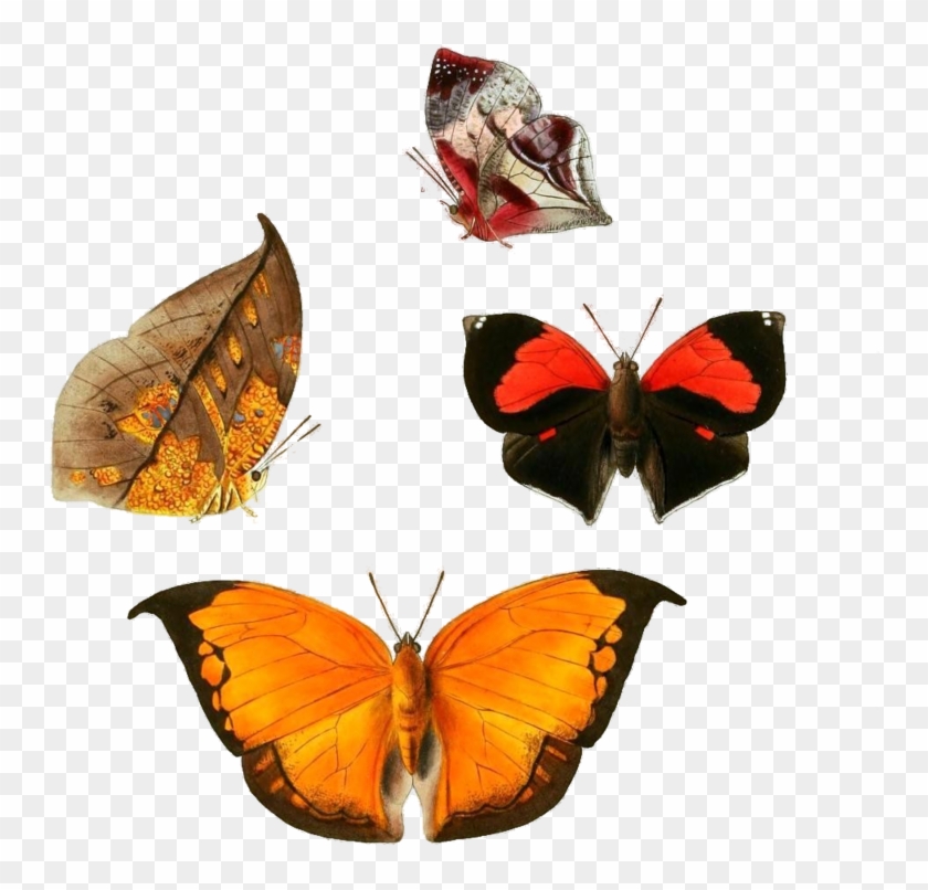 Butterflies Png By Camelfobia - Exotic Butterflies 1866 Siderone Canvas Art - W Chapman #469975