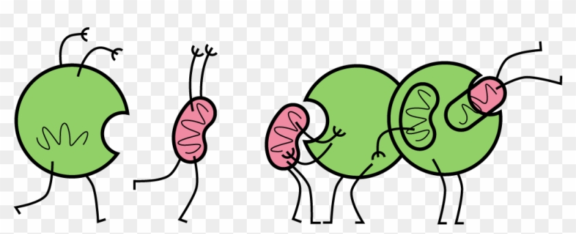 Phagocytosis Cartoon, - Mitophagy Cartoon #470776