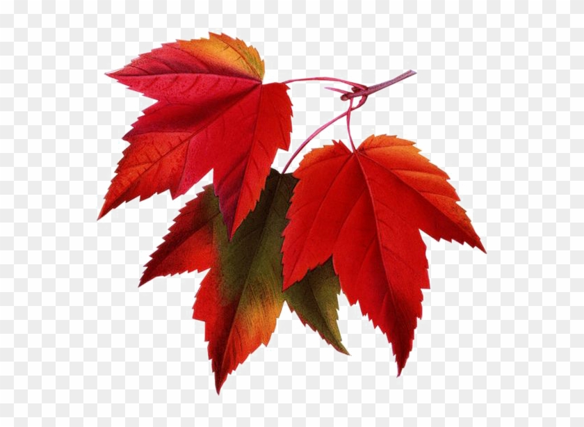 Red Maple Maple Leaf Clip Art - Red Maple Maple Leaf Clip Art #472339