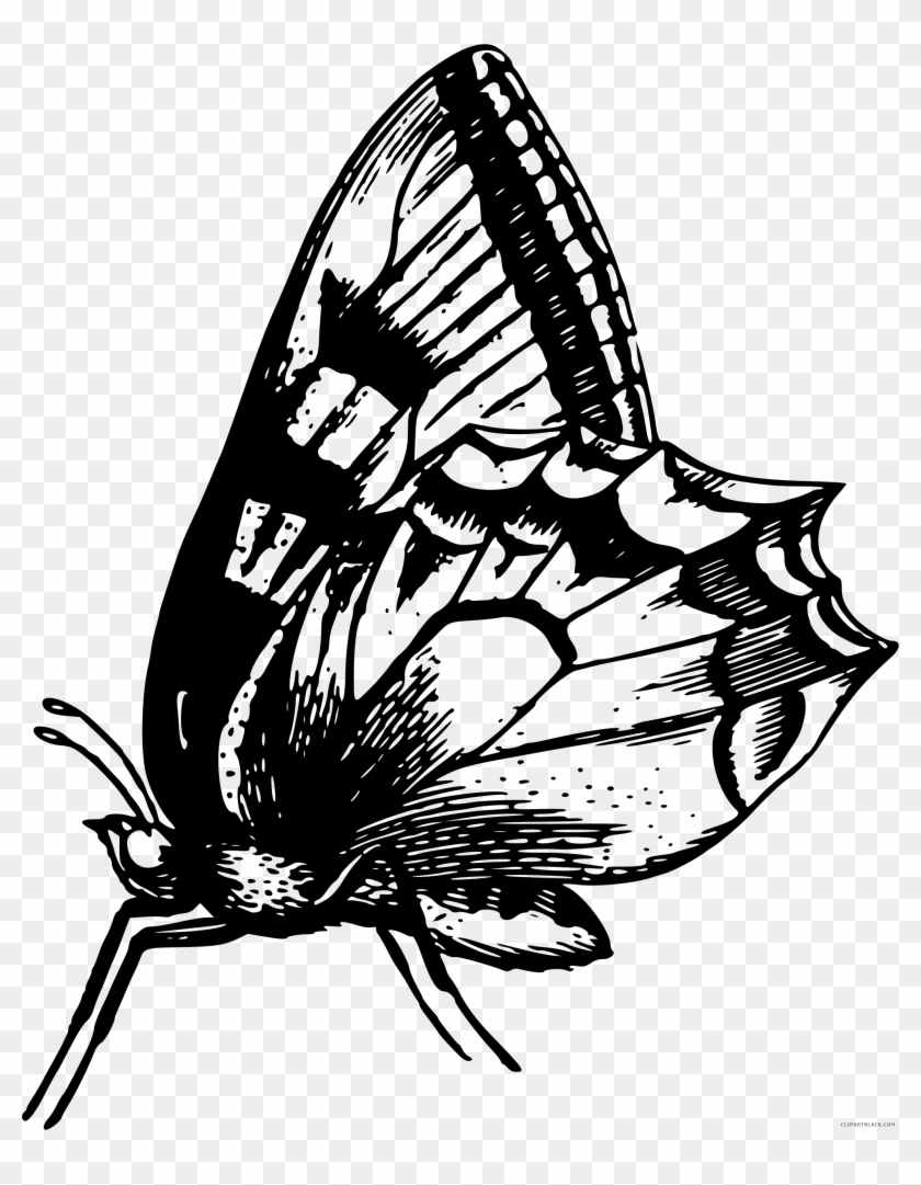Black And White Butterfly Animal Free Black White Clipart - Anatomical Butterfly I Throw Blanket #473040