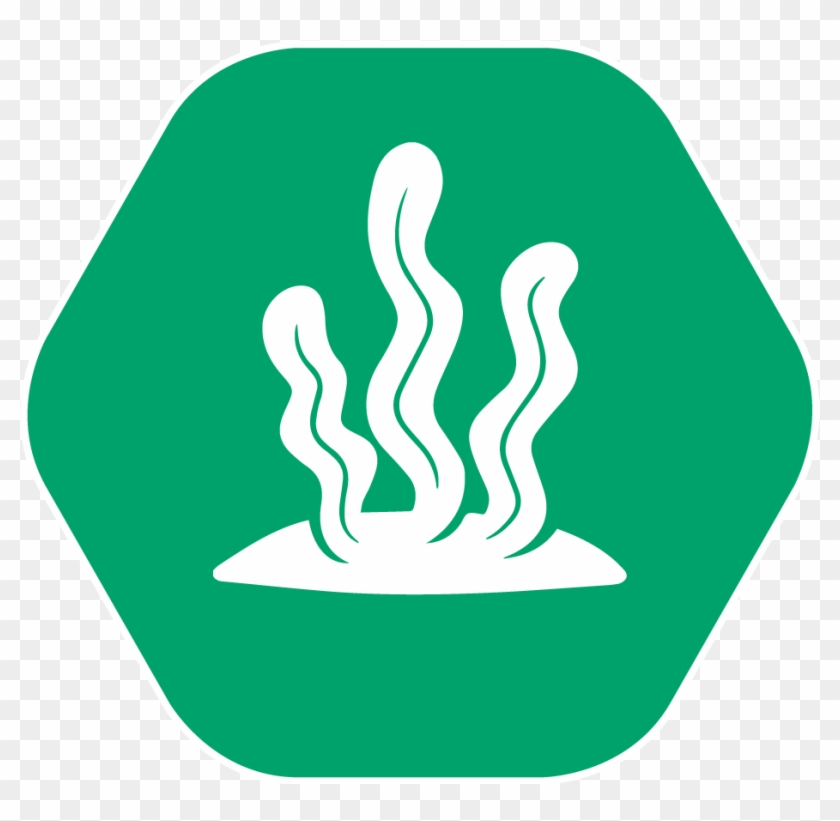 Seaweed - Amazon.com #478242