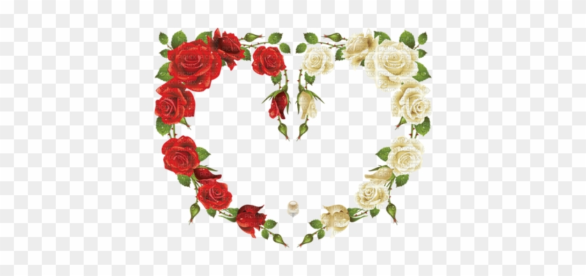Coe Rouge Red Rose - Rose Frame #478691