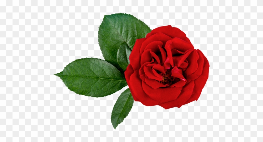 Rose Medicinal Uses #478731