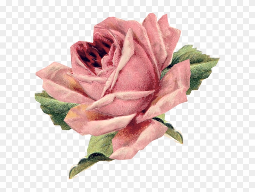 Beautiful Varieties For Home And Garden Vintage Clothing - Parental Advisory In Roses #478755