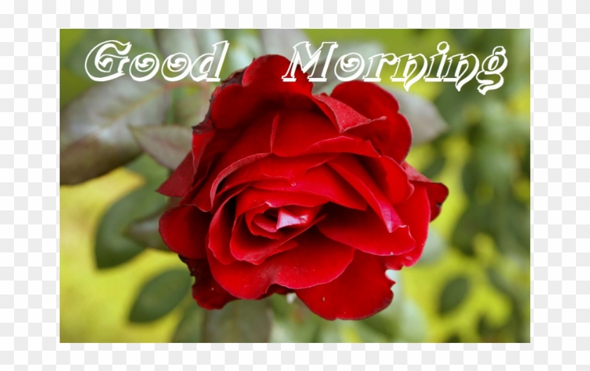 Good Morning Red Roses #478817