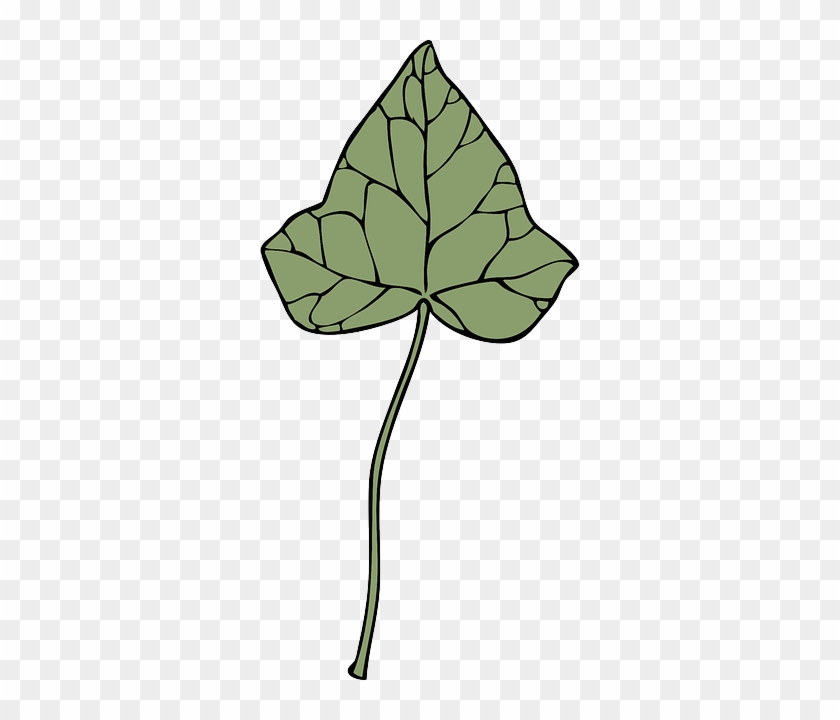 Plant, Extract, Medical, Ivy, Disease, Asthma - Clip Art #479153