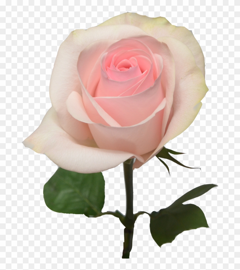 Light Pink Rose Png #479219
