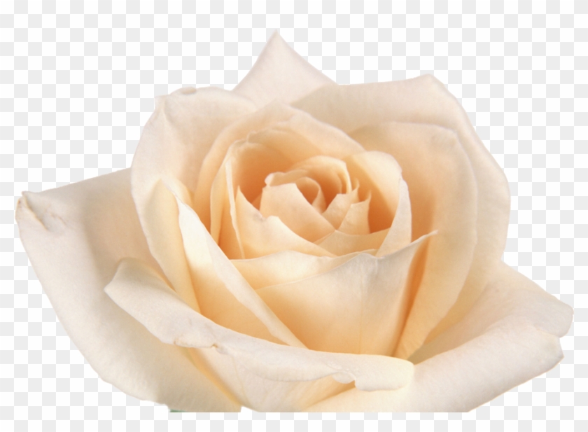 Pink Roses Cut Flowers - 哀慟 的 人 有福 #480262