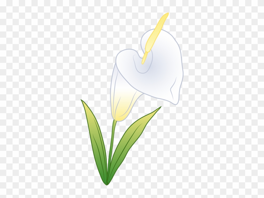 Calla Lily Clipart Transparent - Calla Lily Clipart Transparent #480860