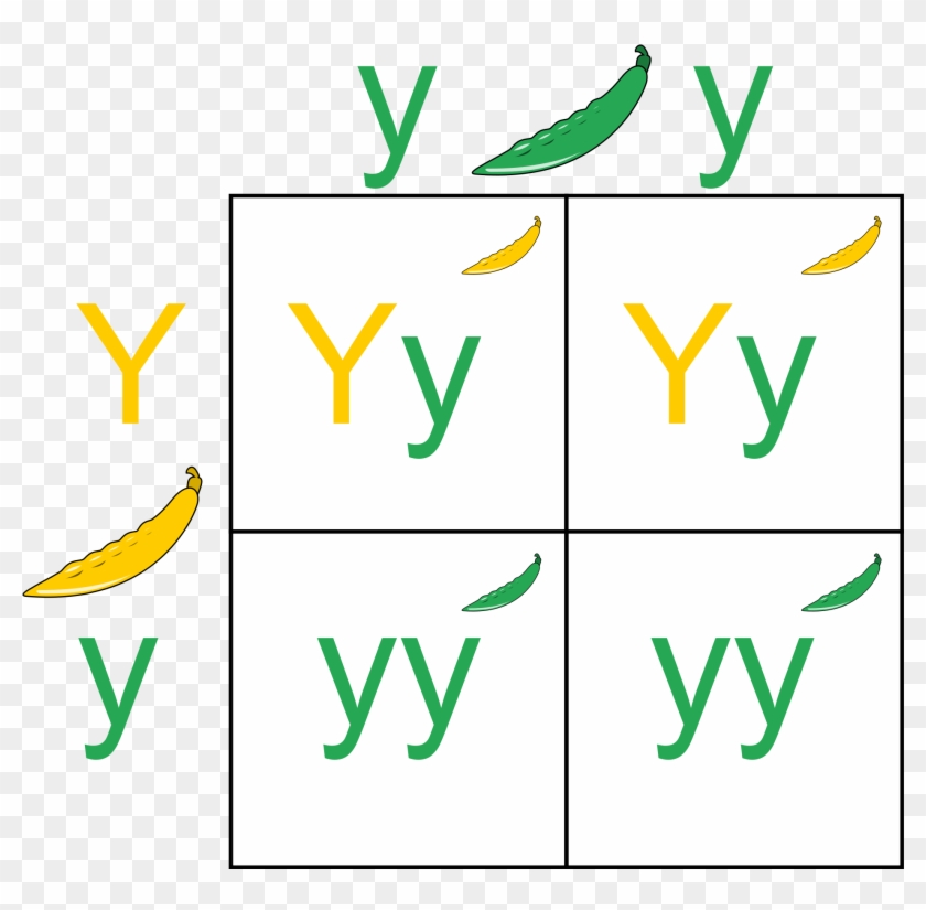 Pea Clipart Mendel - Punnett Square #481811