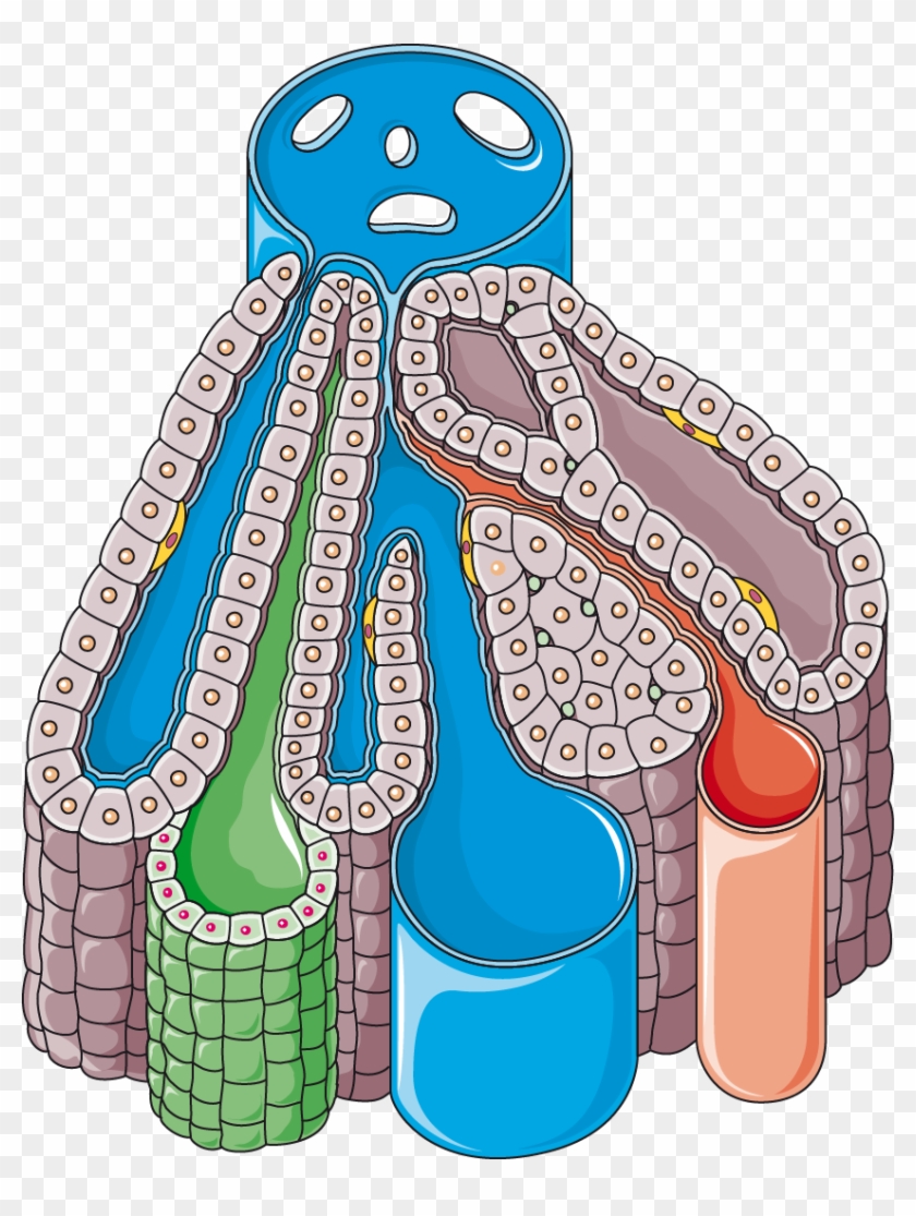 Liver Lobule - Liver Lobule #482837