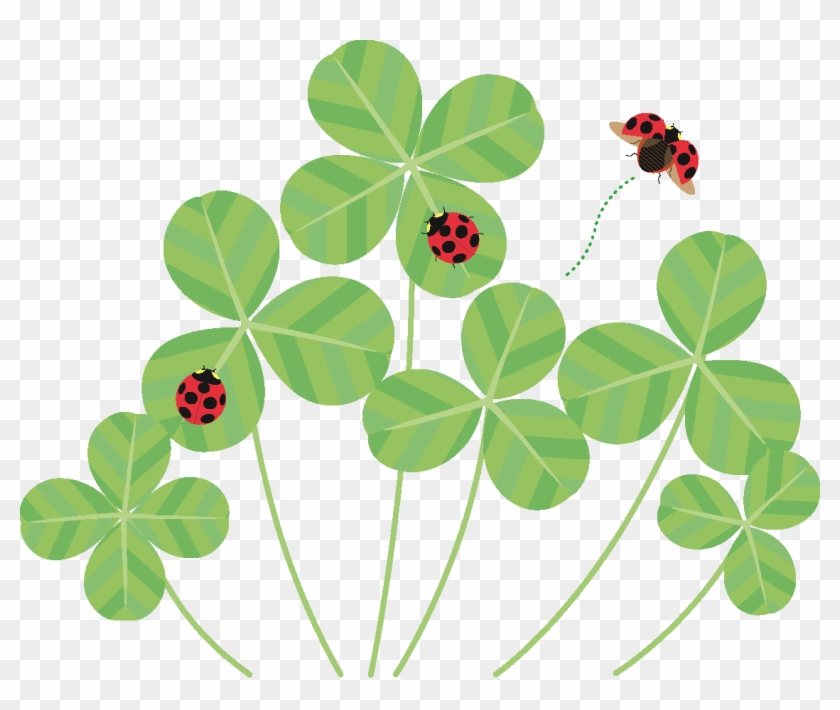 クローバーとてんとう虫のイラストです。 - Shamrock #483058