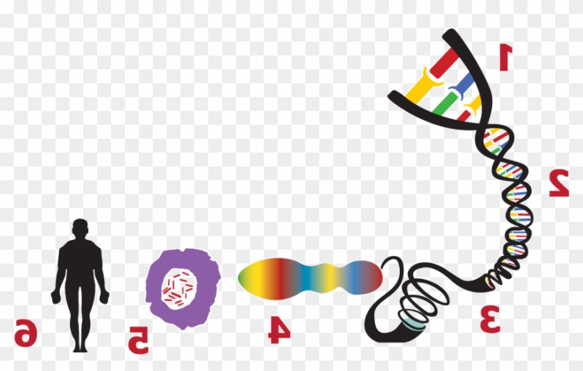 Clipart Of Gene, Genes And Allele - Graphic Design #485481