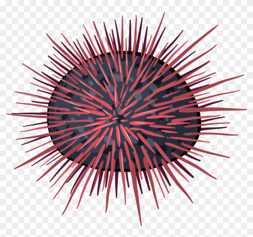 Яндекс - Фотки - Sea Urchin Clipart #486689