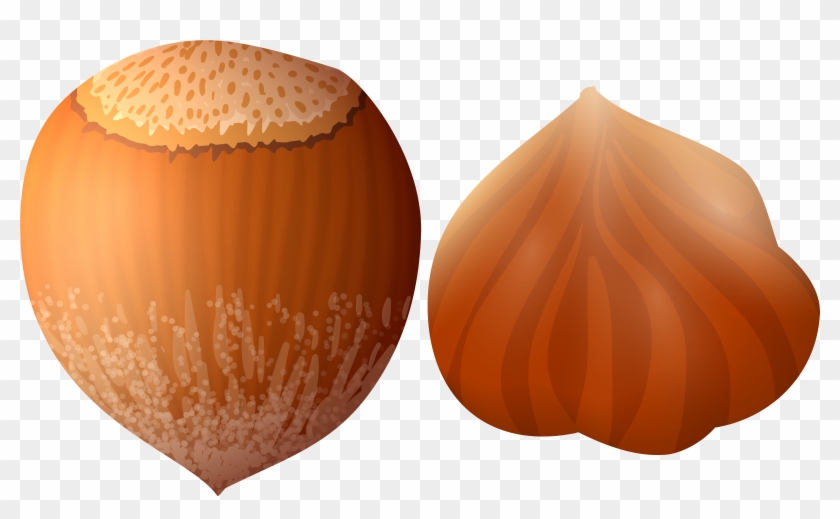 Acorn Clipart Hazelnut - Hazelnut Clipart #487761
