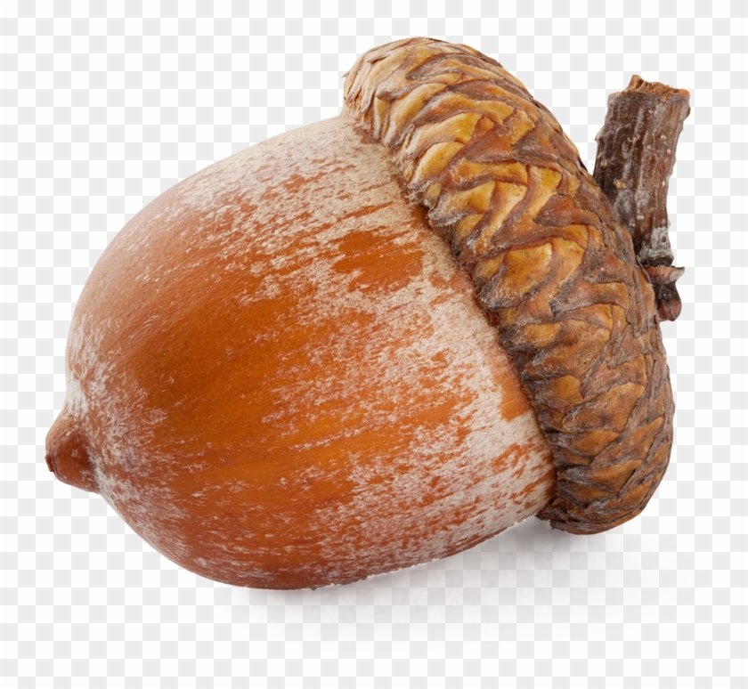 Why Acorn Nut Food Is Used By Indigenous People - Nut Png #487806