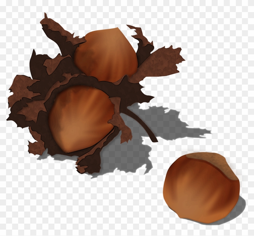 File - Hazelnut - Wikimedia Commons #487985