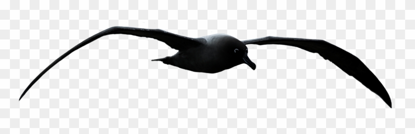 Art Ideas - Silhueta De Gaivotas Png #489133