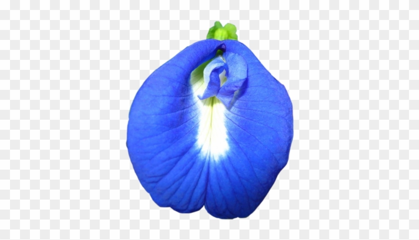 Morning Glory Clipart Genda - Iris #489697