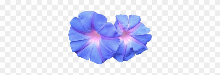 Blue #489706