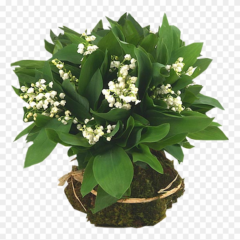 Arana Альбом «clipart / Clipart1 / Lilyvalley» На Яндекс - Konvalinky Gif #491301