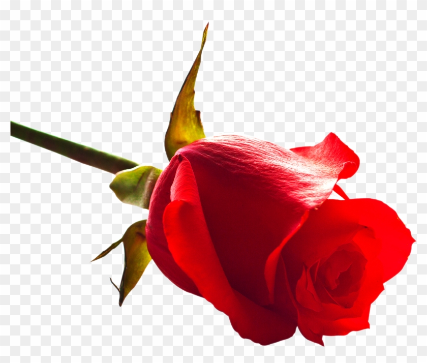 Rose - Png Rose #494128