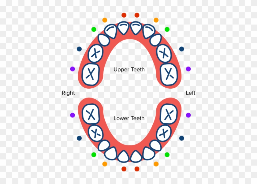 Tooth Eruption Chart From Pediatric Dentist Office - Machoire Bebe #494496