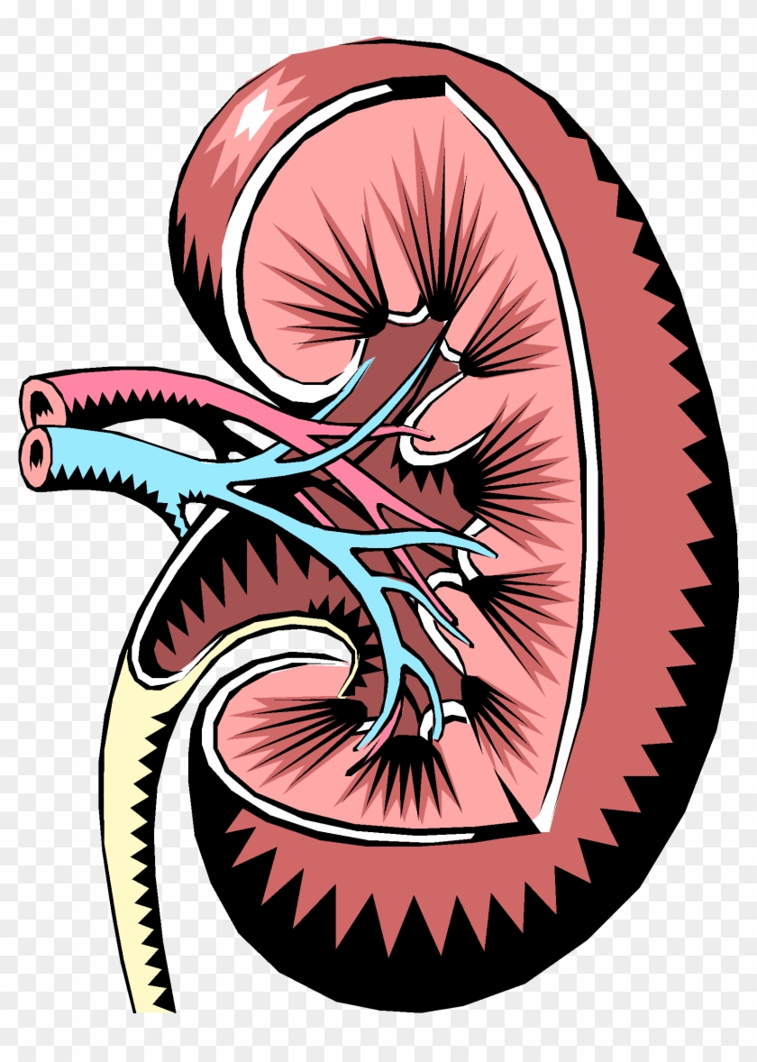 Endocrine Regulation - Hyperuricemia #500684