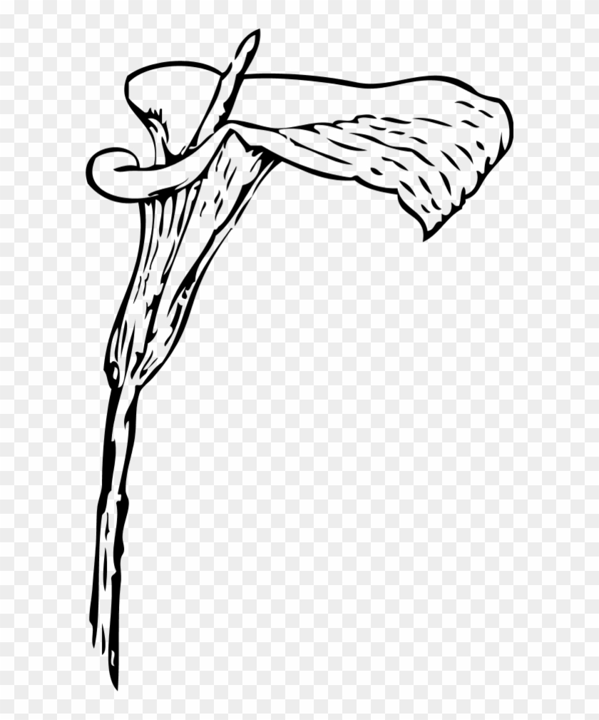 Flower Pot Outline - Calla Lily Clip Art #90375