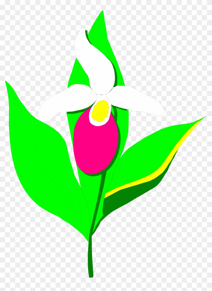 Orchid Flower Clip Art - Lady Slipper Clip Art #92291