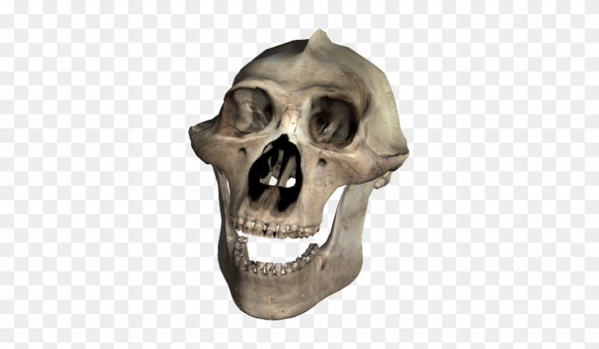 Skull-043 - Skull #501499