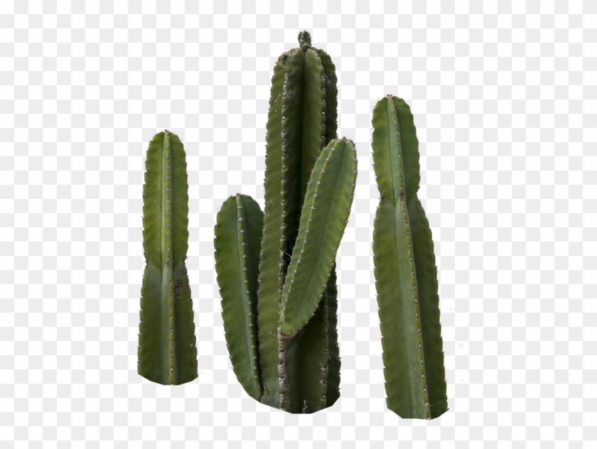 Share This Image - Cactus #512053