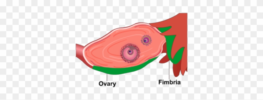 Ovary Fimbria - Illustration #513900