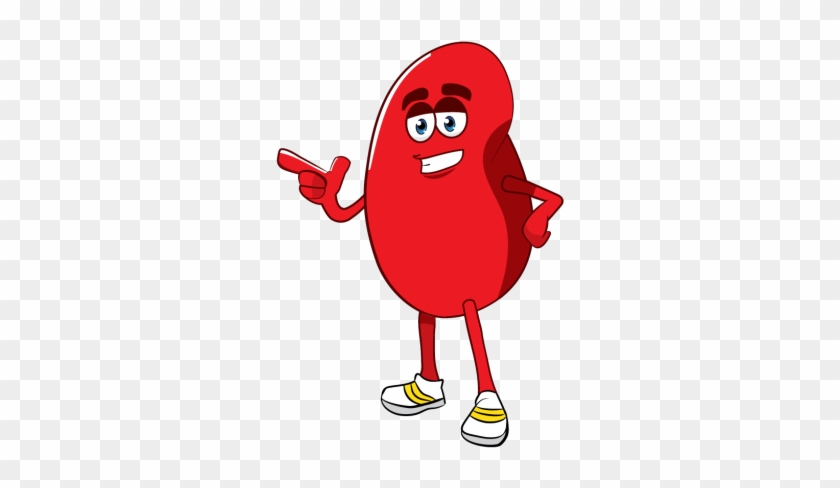 Kidneykorner - Kidney Clip Art #517387