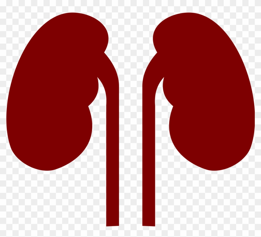 Kidney Cliparts Office 1, Buy Clip Art - Kidneys Clip Art #517485