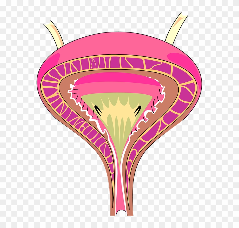 Kidney Disease Cliparts 14, Buy Clip Art - Gag Layer In Bladder #517507