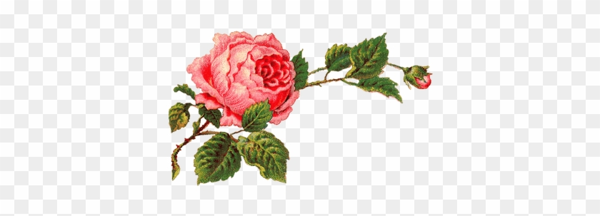 Victorian Vintage Roses On A Branch - Wedding Coffee Mug For Groom Dishwasher Safe 11oz Unique #519043
